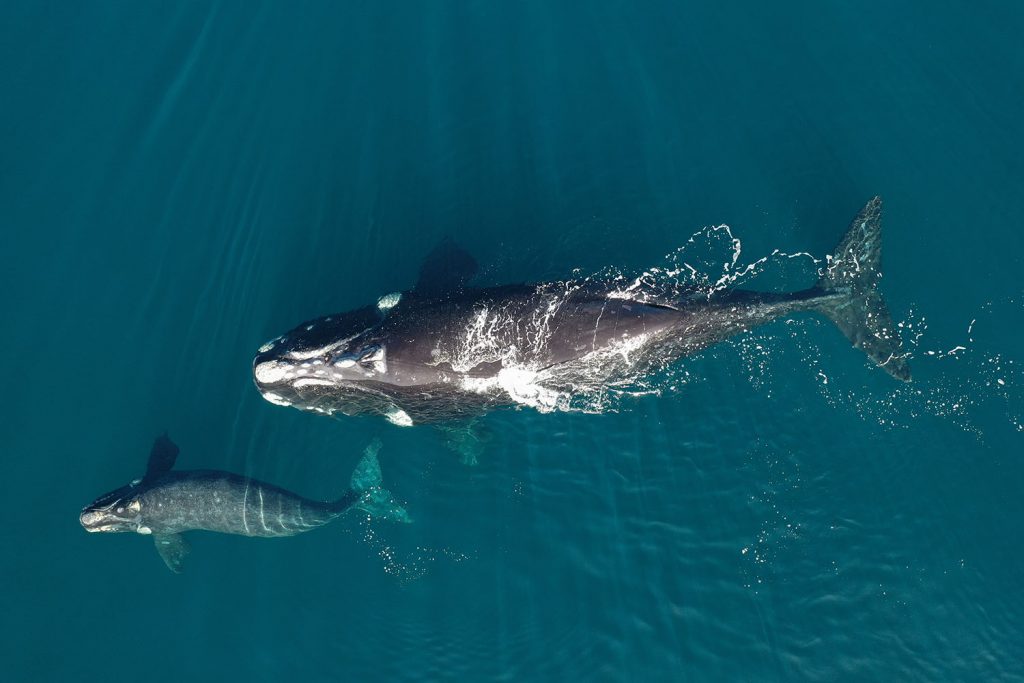 Whale migration routes in the South Atlantic Ocean are tracked using