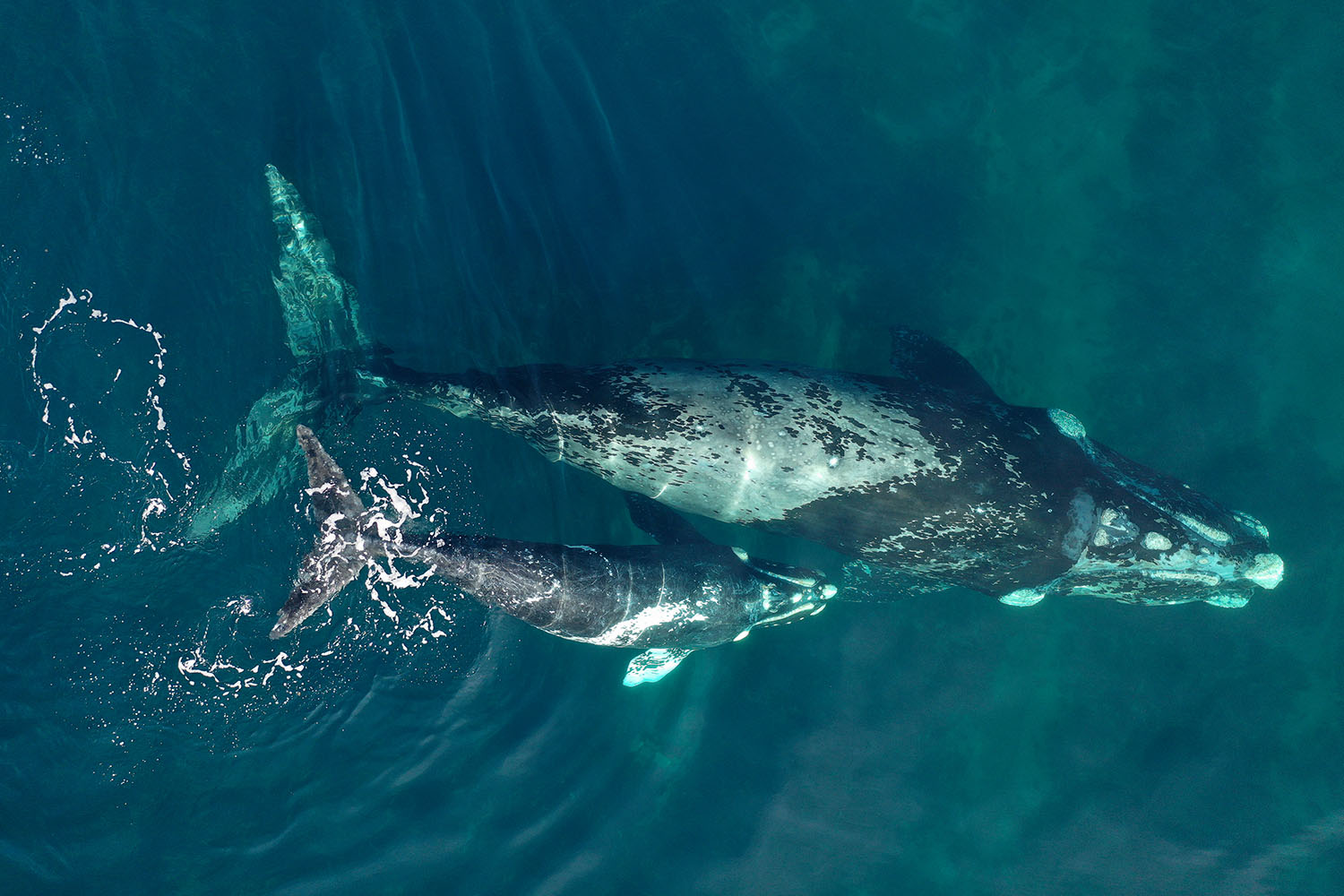 Argentina implementará un sistema de trazabilidad para las redes de la  flota de pesca de arrastre – Instituto de Conservación de Ballenas